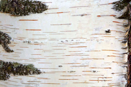 Birch white tree bark background wood copy space textureの写真素材