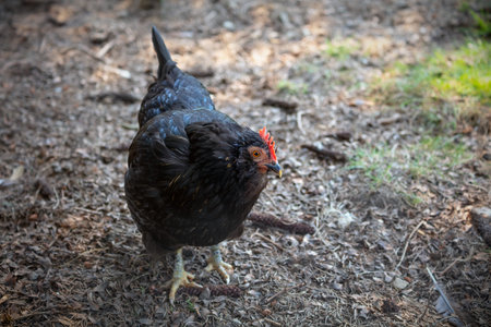 chicken coop hen farm bird with black feathers in the barnyard