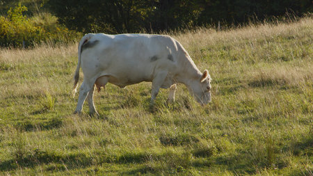 cow in green field at sunset dairy farm agricultureの写真素材