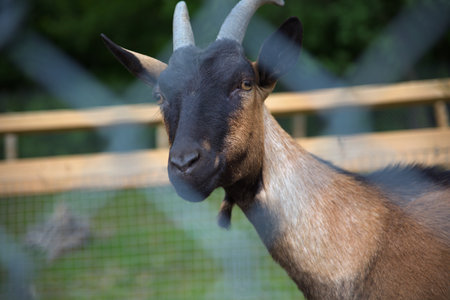 farm animal brown goat horned mammal livestock in enclosure behind out of focus fence dairy agriculture farmingの写真素材