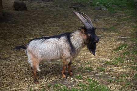 billy goat farm mammal livestock country domestic male animal