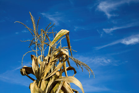 dry corn cereal gold plant with inflorescence tassel on blue sky agriculture harvestingの写真素材