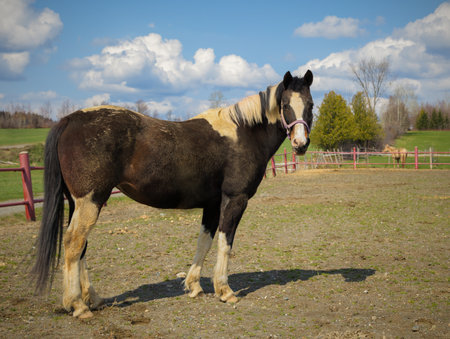 horse equestrian farm ranch equestrian enclosure country animal natureの写真素材