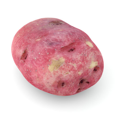 red potato vegetable isolated on white background sweet potatoes raw food close-up realistic 3D render illustrationの写真素材