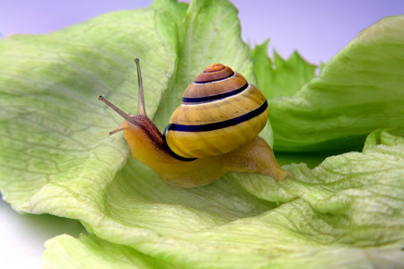 Discover an incredible macro closeup photograph capturing the intricate details of a snail peacefully resting on a vibrant lettuce leaf. This stunning nature image showcases the beauty of the miniature world, highlighting the delicate elegance of the snail and the crisp textures of the lettuce leaf. Let this captivating image add a touch of enchantment to your creative projects and designs. Explore the wonders of nature through this breathtaking macro photography.の写真素材