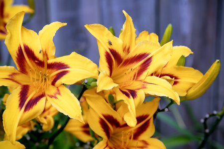 Fly on vibrant red and yellow lily flowers. A beautiful close-up of nature's intricate details, showcasing the stunning colors and delicate petals in a lush green garden setting.の写真素材