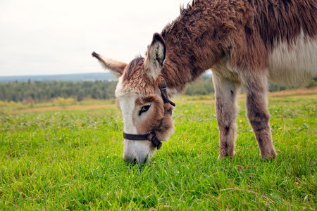 Brown donkey in a green field. Adorable farm animal portrait in a rural setting, perfect for showing agricultural and countryside life.の写真素材