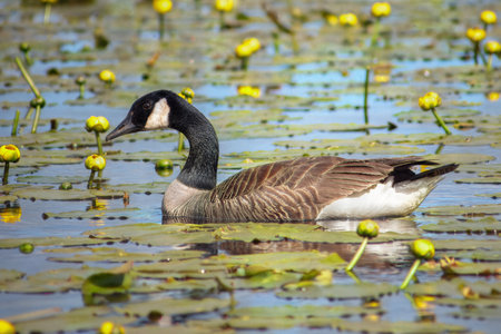 Canada goose gliding through a serene pond filled with yellow lily pads, showcasing natural beauty, wildlife, and a peaceful aquatic habitat.の写真素材