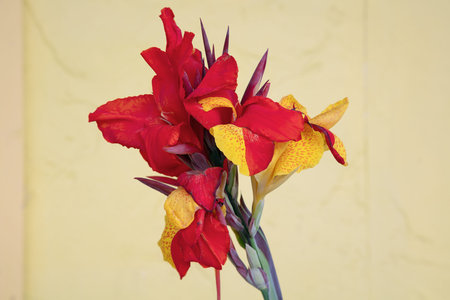 Breathtaking macro close-up of vibrant red-orange lily showing intricate petal details and visible...