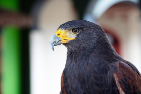 Stunning close-up portrait of Harris Hawk with piercing eyes and yellow beak. Professional wildlife...