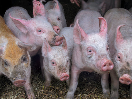 Young piglets on straw bedding in pig farm barn. Cute baby pigs ideal for agriculture, livestock...
