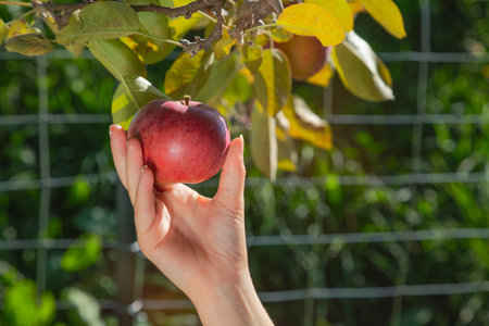 Child hand holding fresh red apple on tree branch inside greenhouse garden. Young person harvesting...