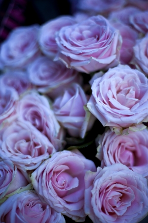 Bunch of rosesの写真素材
