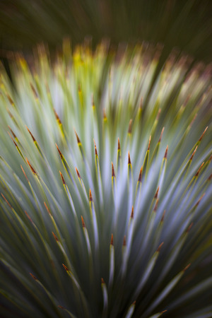Vegetal backgroundの写真素材