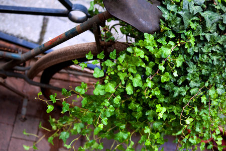 Ivy growing on a bikeの写真素材