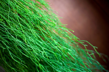 Vegetal background