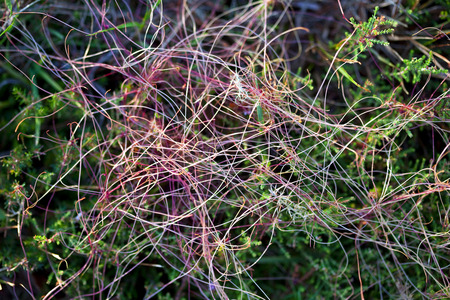 Vegetal background in a gardenの写真素材