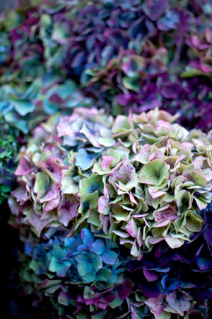 Hydrangea background in a flower shopの写真素材
