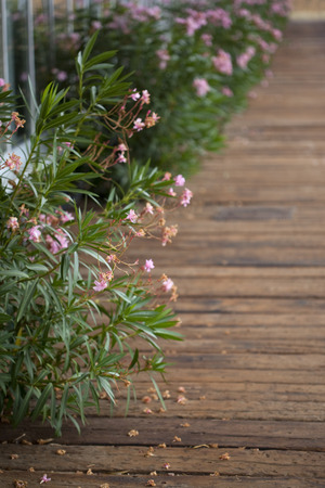 Laurels on a wooden terraceの写真素材