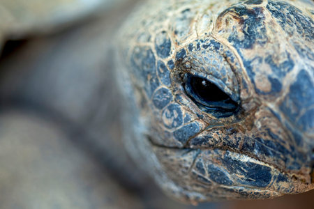 Focus on a turtle in a zoo