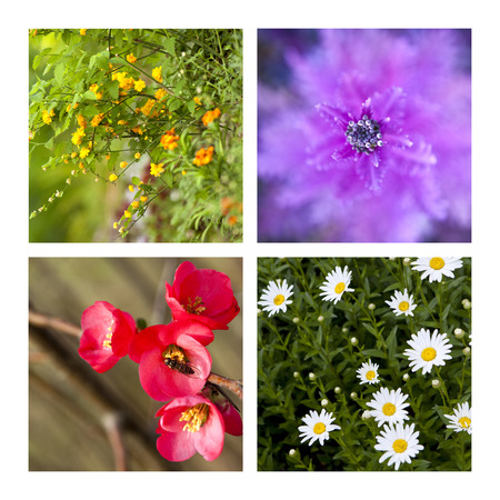 Collage of various flowers in Springの写真素材