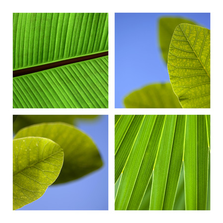 Collage of various green leavesの写真素材