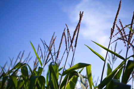 Ears of corn in a field