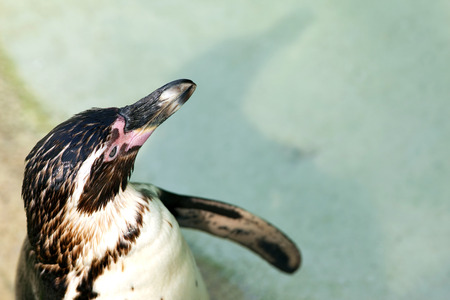 Focus on a pinguin in a zooの写真素材