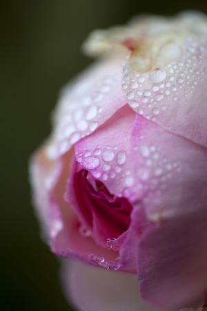 Raindrops on a rose in the morningの写真素材