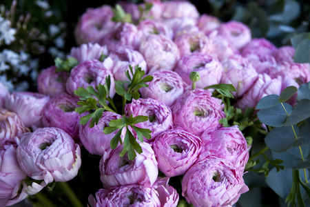Bunch of pink peonies in a gardenの写真素材