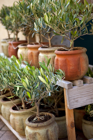 Young olive trees on a terrace in Provenceの写真素材