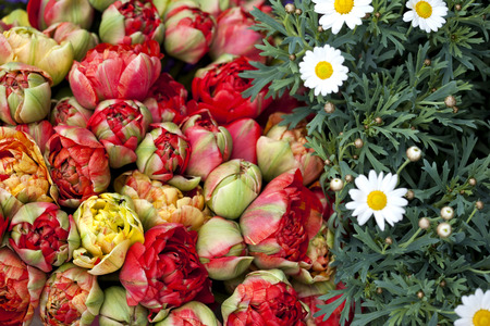 Red tulips and daisies in a flower shopの写真素材