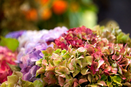 Bunches of hydangea in a florist shop