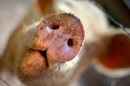 Focus on the snout of a pig in a pigsty