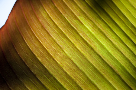 Close up on a vegetable texture of a palm treeの写真素材