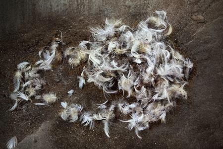 Bird feathers on a dirt floor in a farmの写真素材