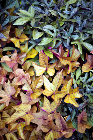 Various colorful leaves on a natural backgroundの写真素材