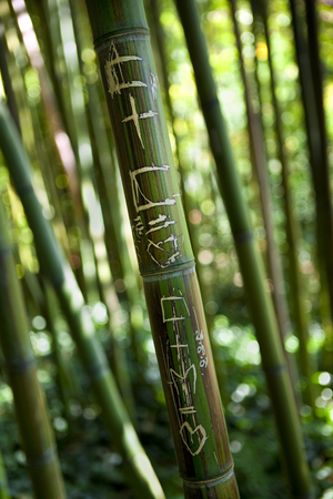 Close up of a message on a bamboo in a gardenの写真素材
