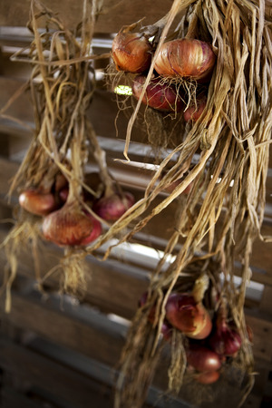 Rustic onions hanged in a farm storeroomの写真素材