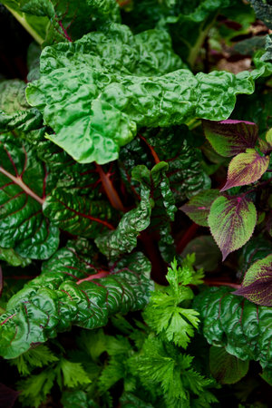 Close up of chard and various plants in a vegetable garden
