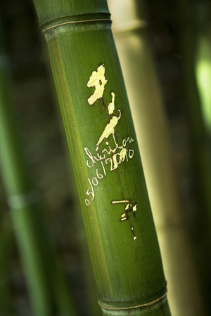 Close up of a French love sign on a bambooの写真素材