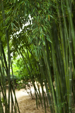 Forest of bamboo in a Chinese parkの写真素材
