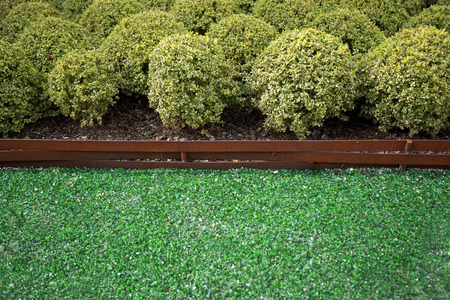 Boxwood shrubs in a garden with glass splintersの写真素材