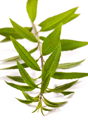 Branch of Lemon Verbena on a white tableの写真素材