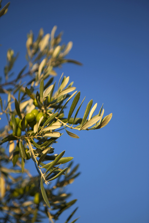Provence olive tree on blue sky backgroundの写真素材