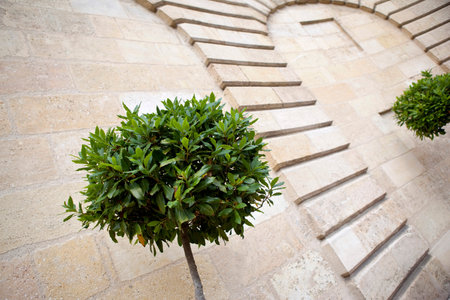 Laurel tree on a stoned terrace in France