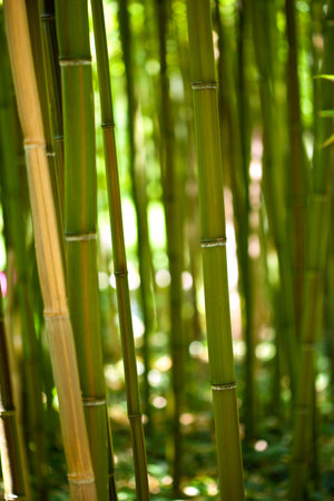 Close up of a bamboo garden in Chinaの写真素材