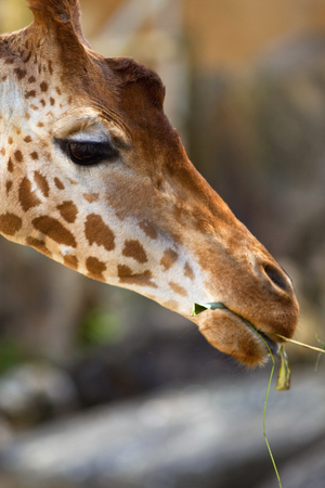 Close up of a giraffe in a zooの写真素材