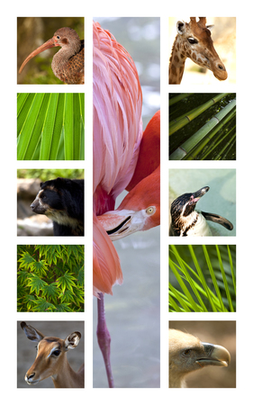 Collage of various animals in zoos and parksの写真素材