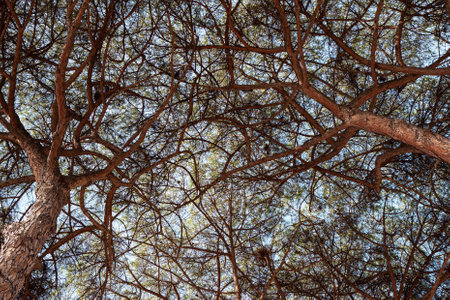 Pine wood in an Italian parkの写真素材